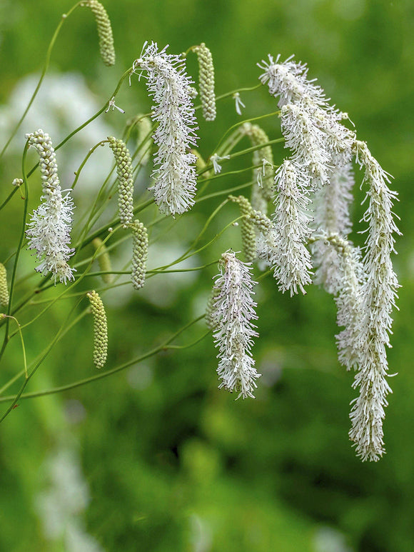 Sanguisorba albiflora in bloei met fijne, rechtopstaande stelen.