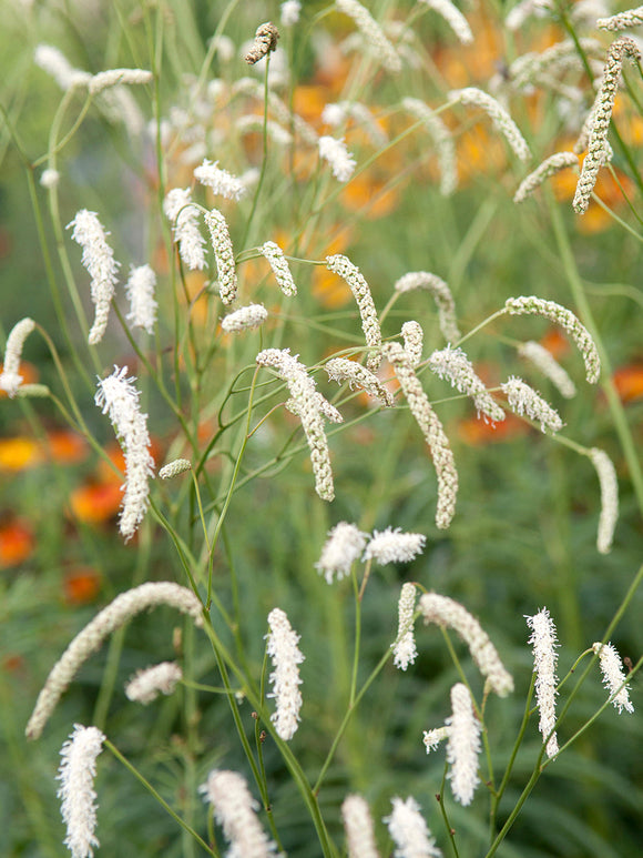 Hoge pimpernel 'All Time High' in bloei tussen siergrassen en andere vaste planten.