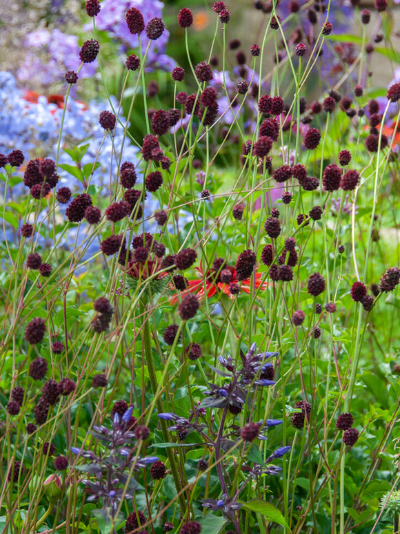 Sanguisorba 'Chocolate Tip' met kleine, donkerrode bloemhoofdjes boven het groene blad.