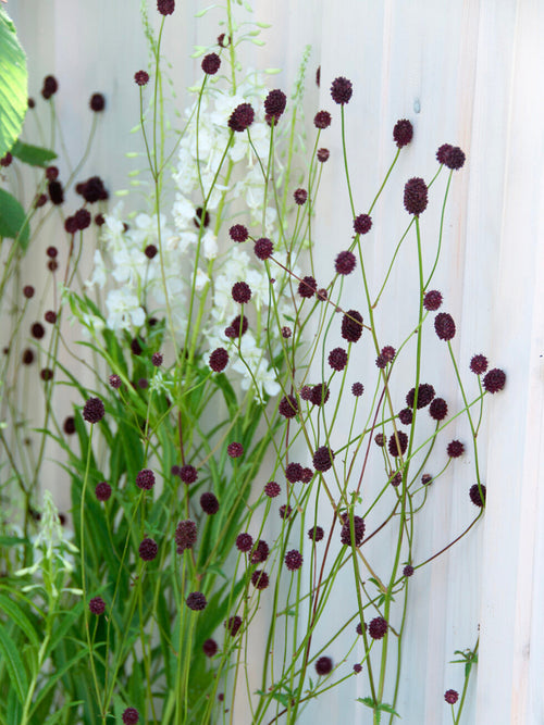 Detail van de chocoladebruine bloemen van pimpernel 'Chocolate Tip'.