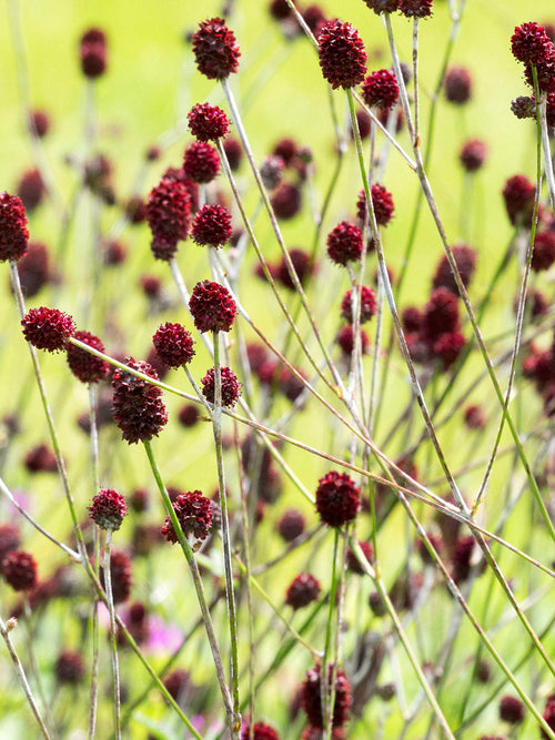 Sanguisorba 'Chocolate Tip' in bloei met donker bordeauxrode bloemen op dunne stelen.