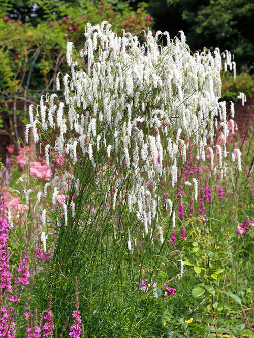 Sanguisorba 'Korean Snow' met sierlijke witte bloemaren op hoge stelen in een zomerse tuin. Pimpernel