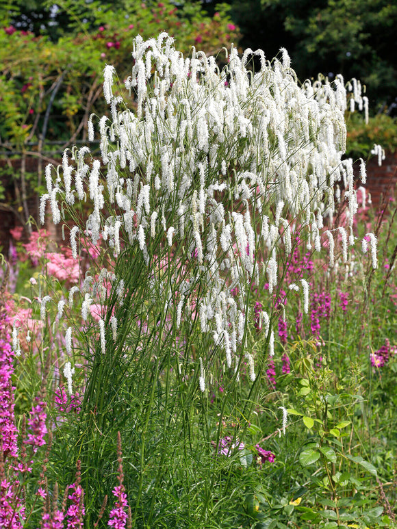 Sanguisorba 'Korean Snow' met sierlijke witte bloemaren op hoge stelen in een zomerse tuin. Pimpernel