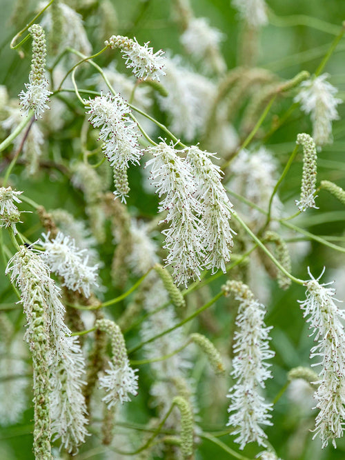 Detail van de witte, pluizige bloemen van Sanguisorba 'Korean Snow', ook bekend als pimpernel.