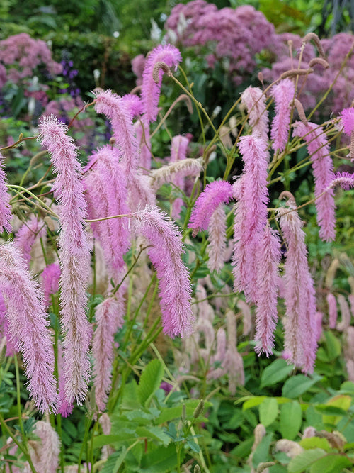 Sanguisorba Lilac Squirrel (Pimpernel)