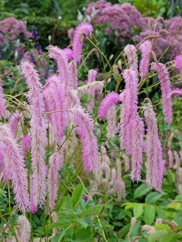 Sanguisorba Lilac Squirrel (Pimpernel)