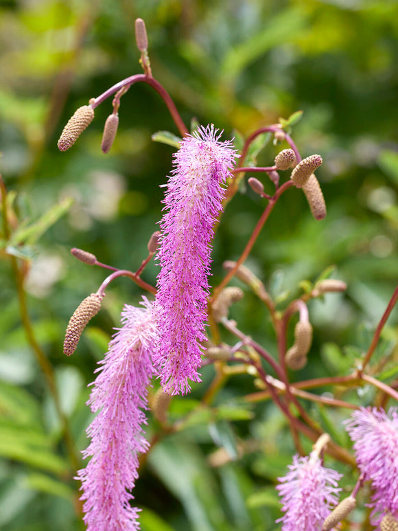 Sanguisorba hakusanensis 'Lilac Squirrel' met grijsgroen blad en sierlijke bloemstelen.