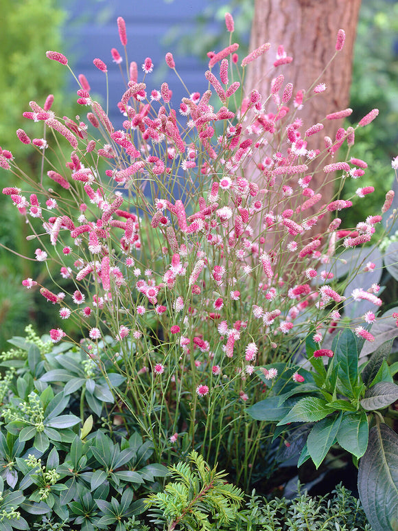 Detail van de donkerroze bloemen en lichtroze meeldraadjes van Sanguisorba 'Pink Tanna'.