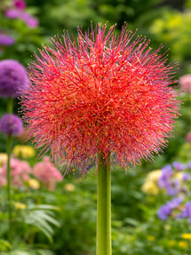Scadoxus Multiflorus (Poederkwast)
