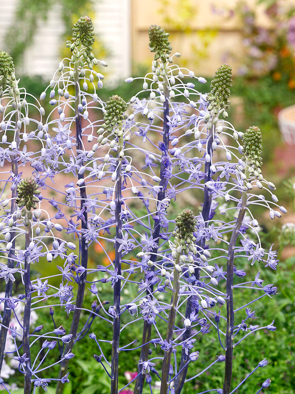 Scilla hyacinthoides ‘Blue Arrow’ in groepsbeplanting tussen voorjaarsbloemen