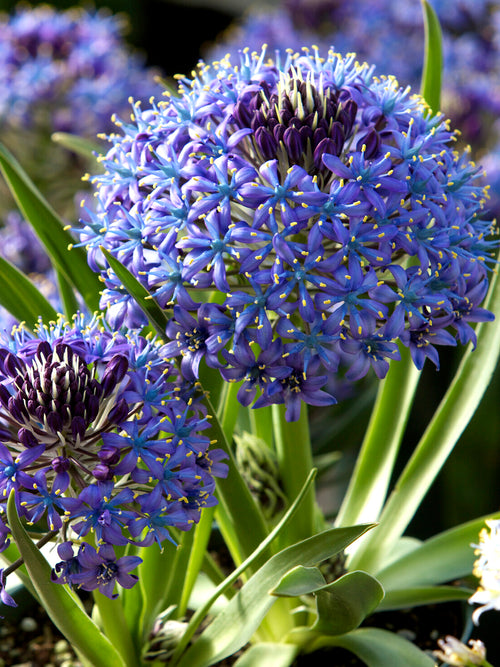 Scilla peruviana 