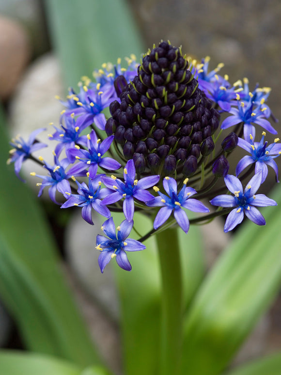 Scilla peruviana 