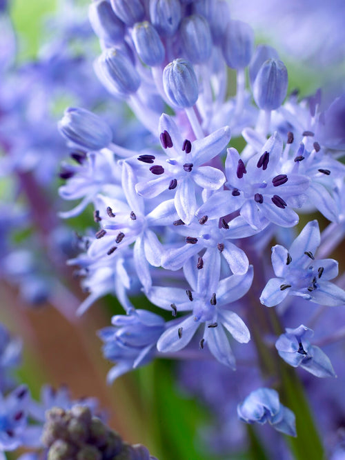 Scilla litardierei verwilderd aan de rand van een border of gazon