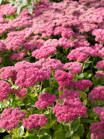 Sedum Autumn Joy Herbstfreude (Hemelsleutel)