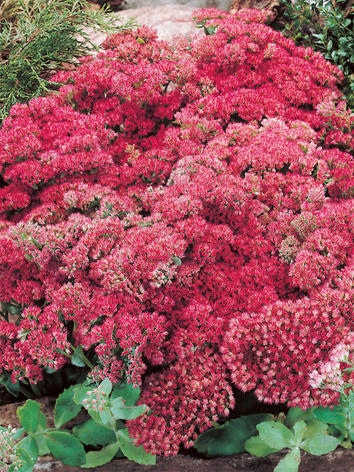 Sedum Autumn Joy Herbstfreude (Hemelsleutel) vaste planten kopen