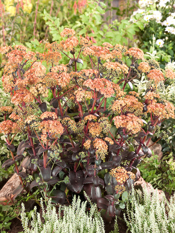 Sedum Orange Xenox (Hemelsleutel)