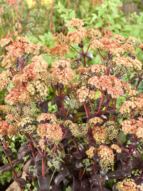 Sedum Orange Xenox (Hemelsleutel) vaste planten