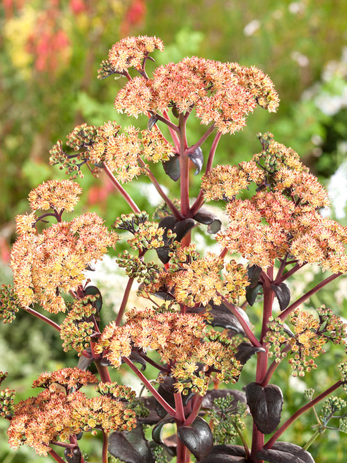 Sedum Orange Xenox (Hemelsleutel) vaste planten bestellen