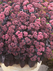 Sedum Xenox (Hemelsleutel)