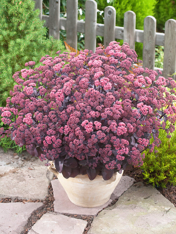 Sedum Xenox (Hemelsleutel) online bestellen