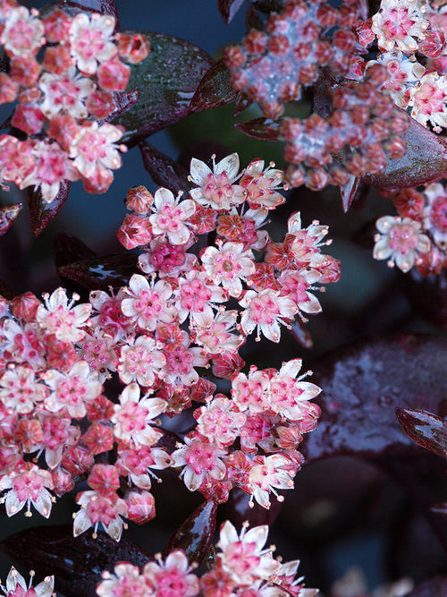 Sedum Xenox (Hemelsleutels planten)