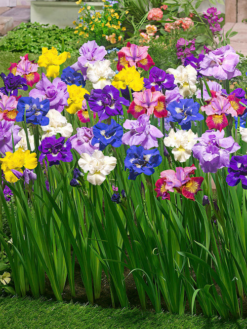 Siberische Iris gemengde kleuren kopen 
