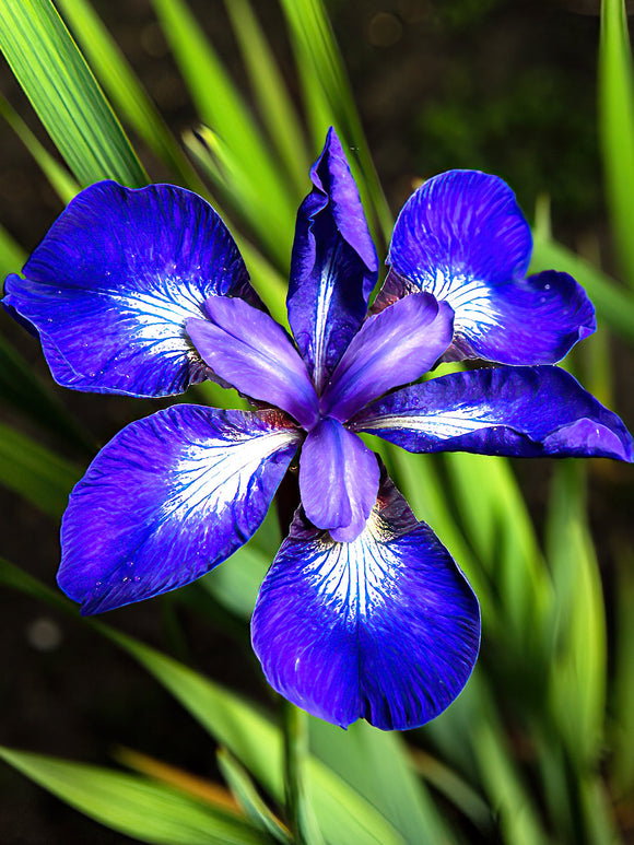 Iris Sibirica - Siberische lis I See Stars bestellen