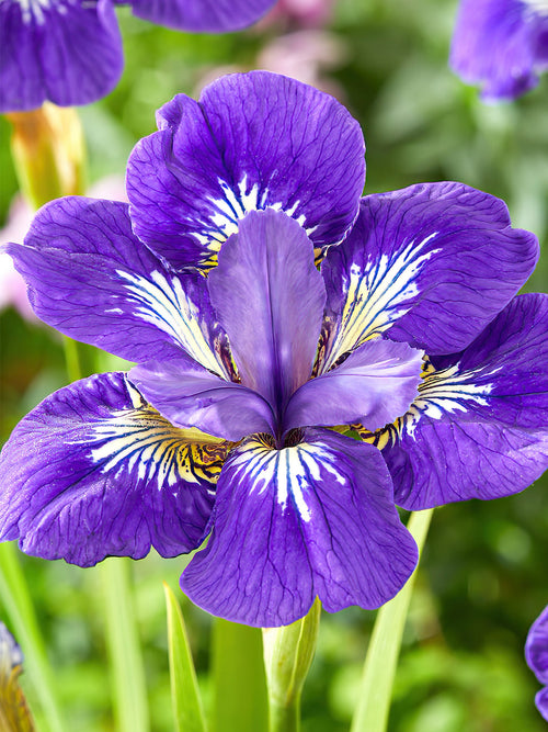 Iris Siberica I See Stars vaste planten kopen