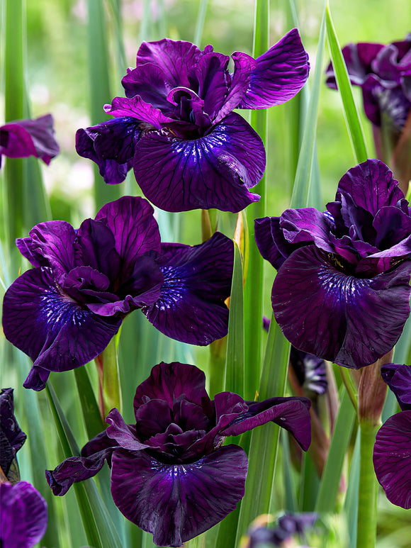 Iris Siberica Purplelicious bestellen