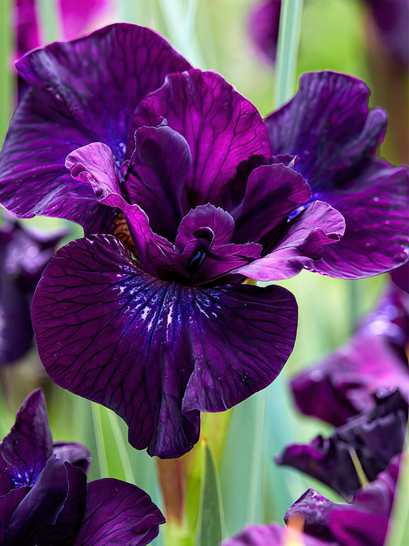 Iris Sibirica - Siberische lis Purplelicious