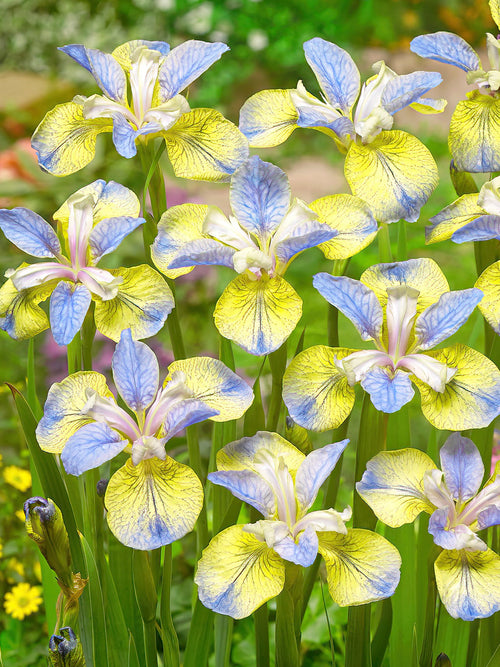 Iris Siberica Tipped in Blue Siberische lis