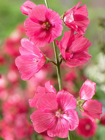 Sidalcea (Prairiemalva - Griekse Malva) Rose Bouquet