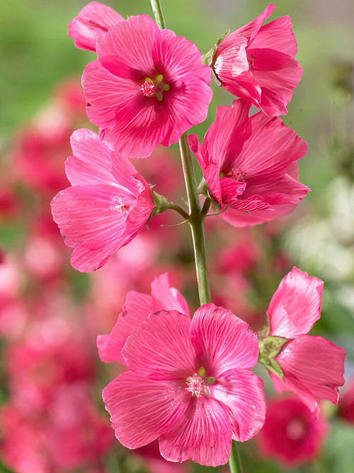 Koop Sidalcea (Prairiemalva - Griekse Malva)Rose Bouquet 