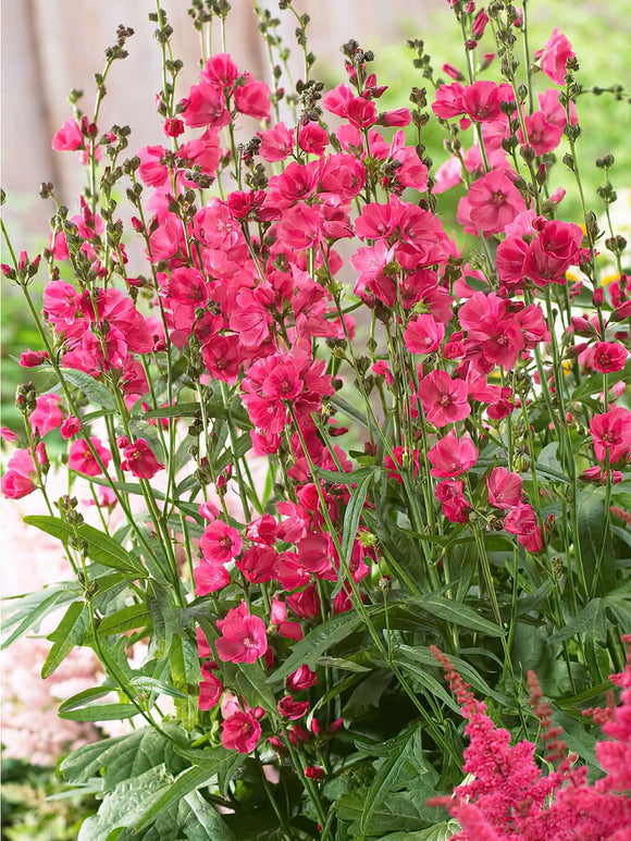 Sidalcea Rose Bouquet (Prairiemalva - Griekse Malva)