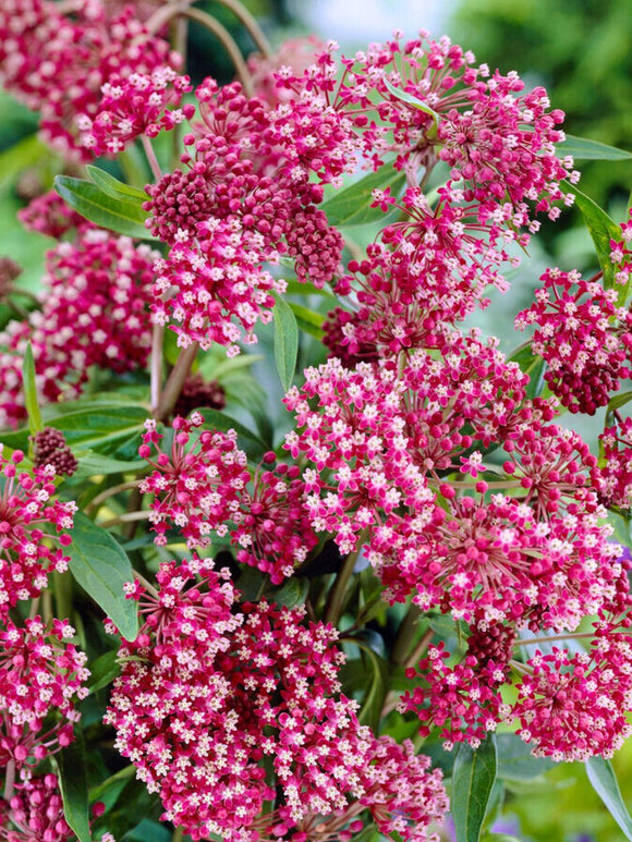 Vaste Planten Zijdeplant Bestellen Soulmate