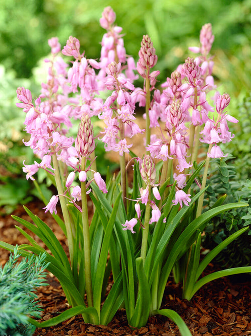 Spanish Bluebells Dainty Maid Pink (Boshyacinten)