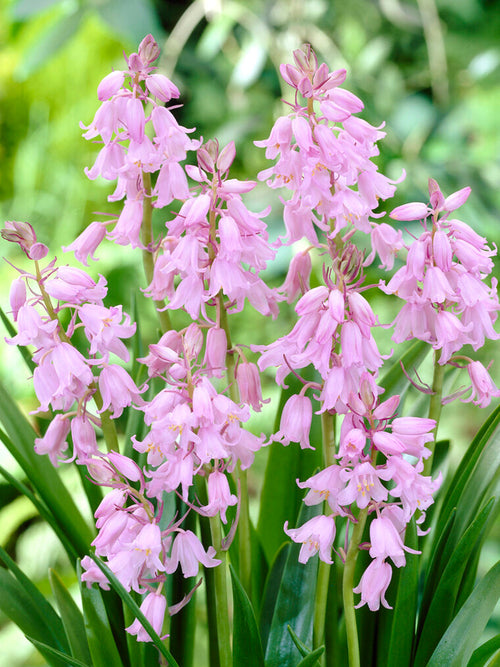 Spanish Bluebells Dainty Maid Pink (Boshyacinten)