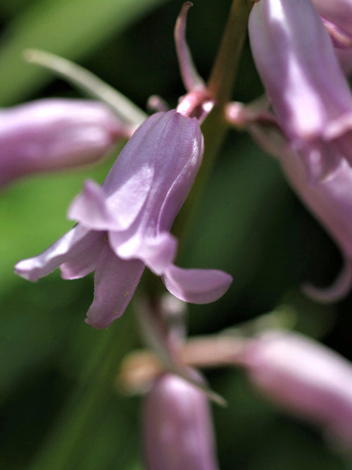 Spanish Bluebells Dainty Maid Pink (Boshyacinten)