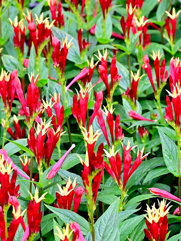 Koop Spigelia 'Little Redhead' kale wortels met voorjaarslevering