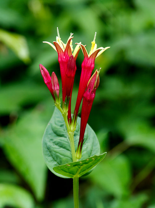 Spigelia marilandica 'Little Redhead' kale wortels voor voorjaarsbeplanting