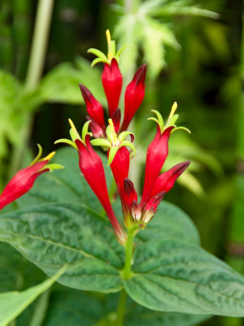 Spigelia 'Little Redhead' (Indian Pink) met scharlakenrode bloemen