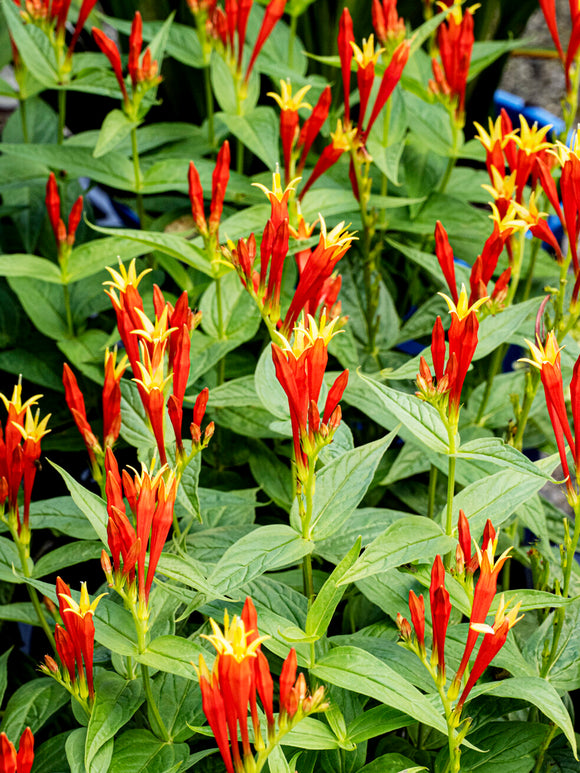 Spigelia marilandica 'Little Redhead' vaste plant voor zon en halfschaduw