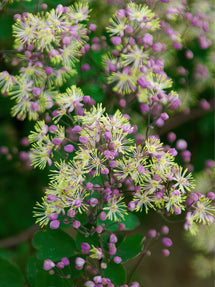 Thalictrum (Ruit) Anne