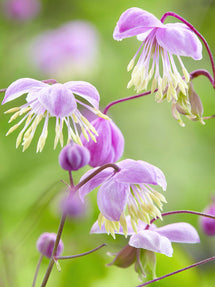 Thalictrum (Ruit) Delavayi