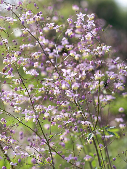 Thalictrum Delavayi Ruit Vaste Planten