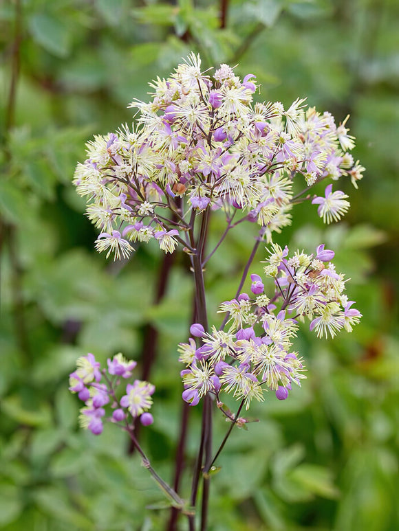 Thalictrum Elin (Chinese Ruit) Vaste Planten