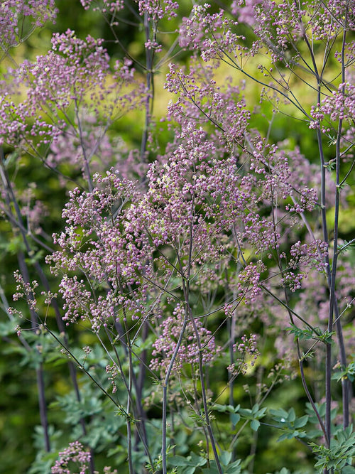 Thalictrum Elin - Ruit planten kopen