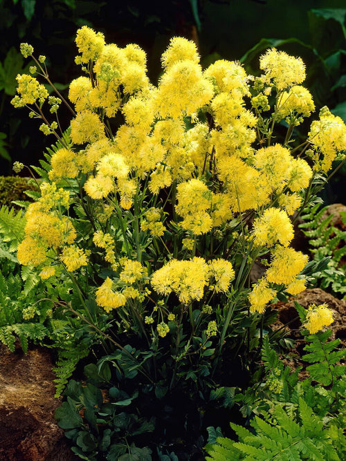 Thalictrum Flavum (gele poelruit)