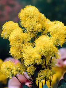 Thalictrum (Gele Poelruit) Flavum