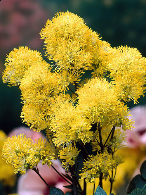 Thalictrum Flavum - Ruit vaste planten